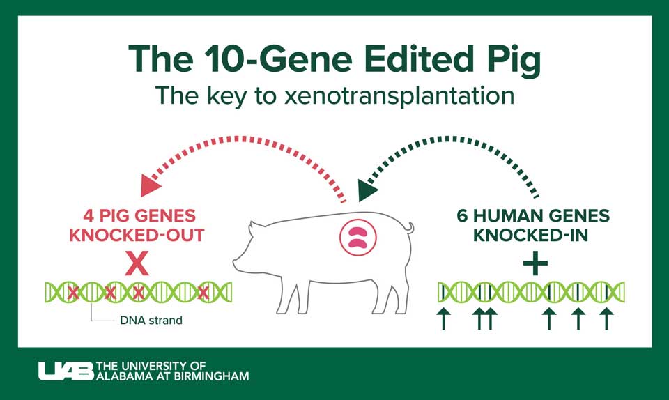 ویرایش های ژنی، اندام خوک را به پیوند با انسان نزدیک تر می کند!