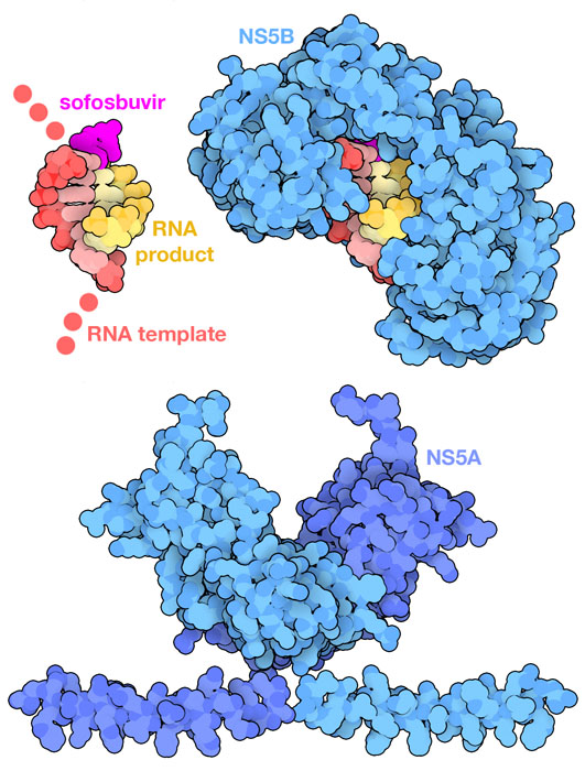 دشمنِ سرسختِ قدیمی، دوست قدرتمندِ فعلی 3 252 Hepatitis C Virus ProteaseHelicase 4wtg 1zh1 1r7g 2