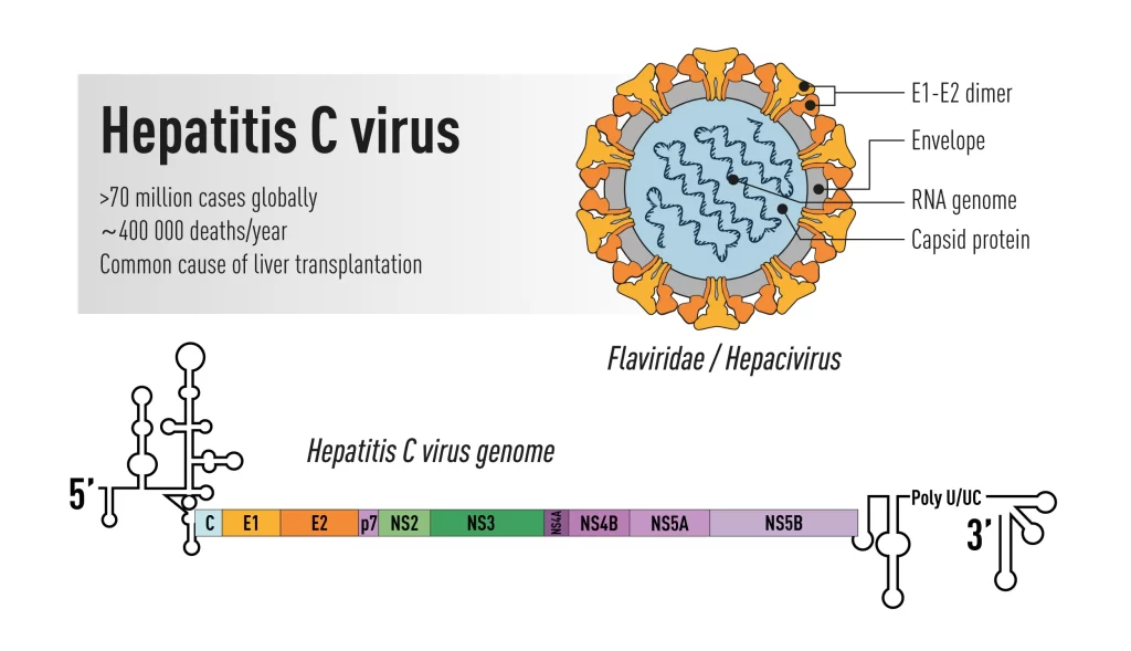 دشمنِ سرسختِ قدیمی، دوست قدرتمندِ فعلی 1 Hepatitis C structures & proteins